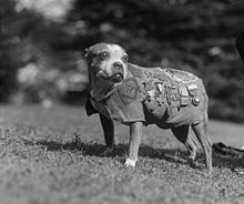 Sergeant Stubby -